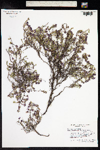 Thymus praecox ssp. arcticus image