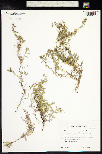 Thymus kosteletzkyanus image