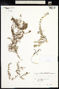 Thymus kosteletzkyanus image