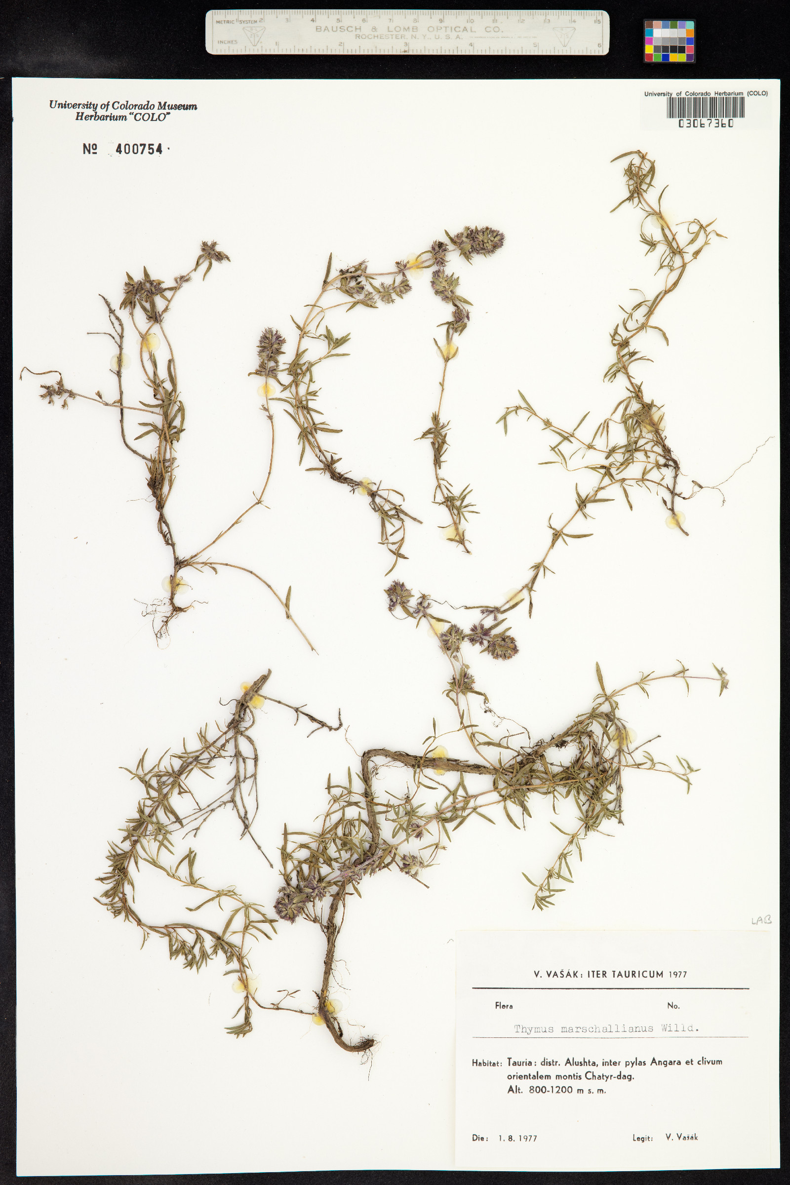 Thymus kosteletzkyanus image