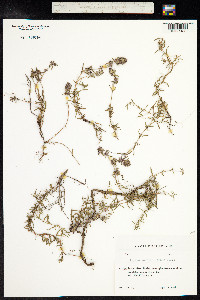 Thymus kosteletzkyanus image
