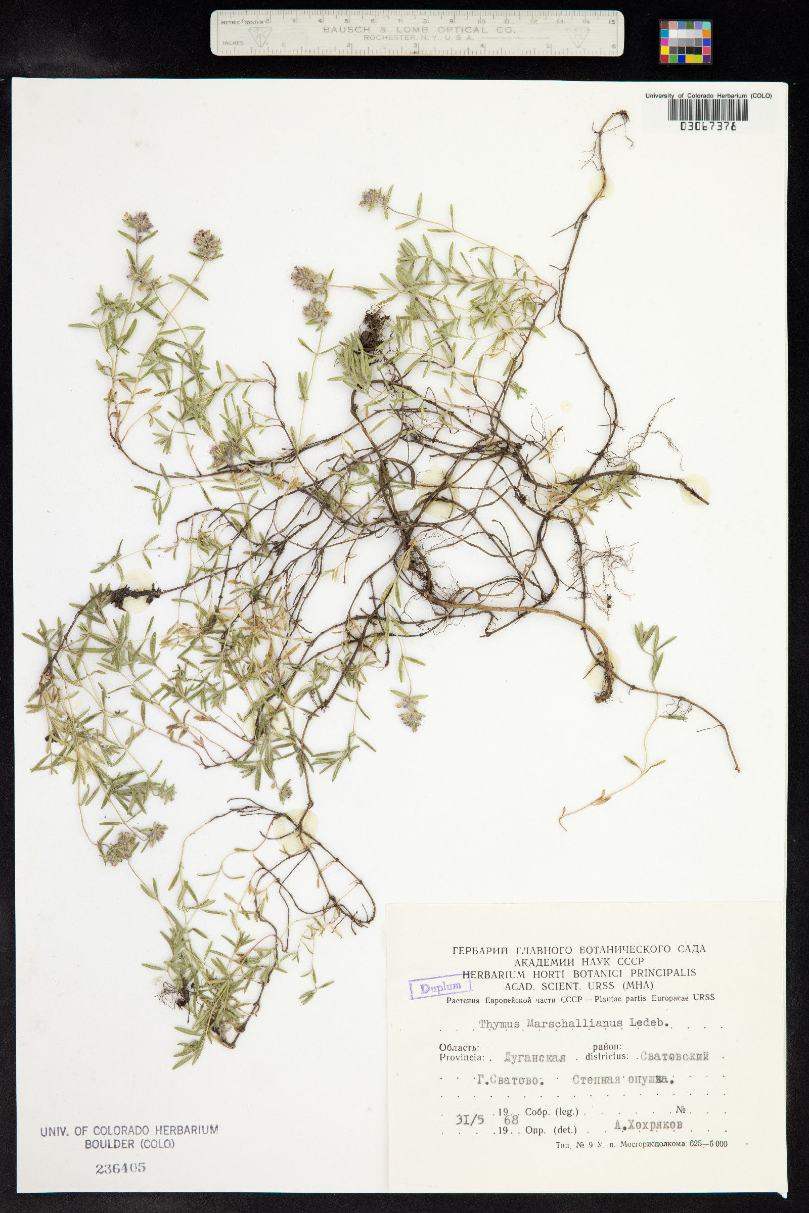 Thymus kosteletzkyanus image