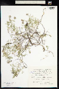 Thymus kosteletzkyanus image