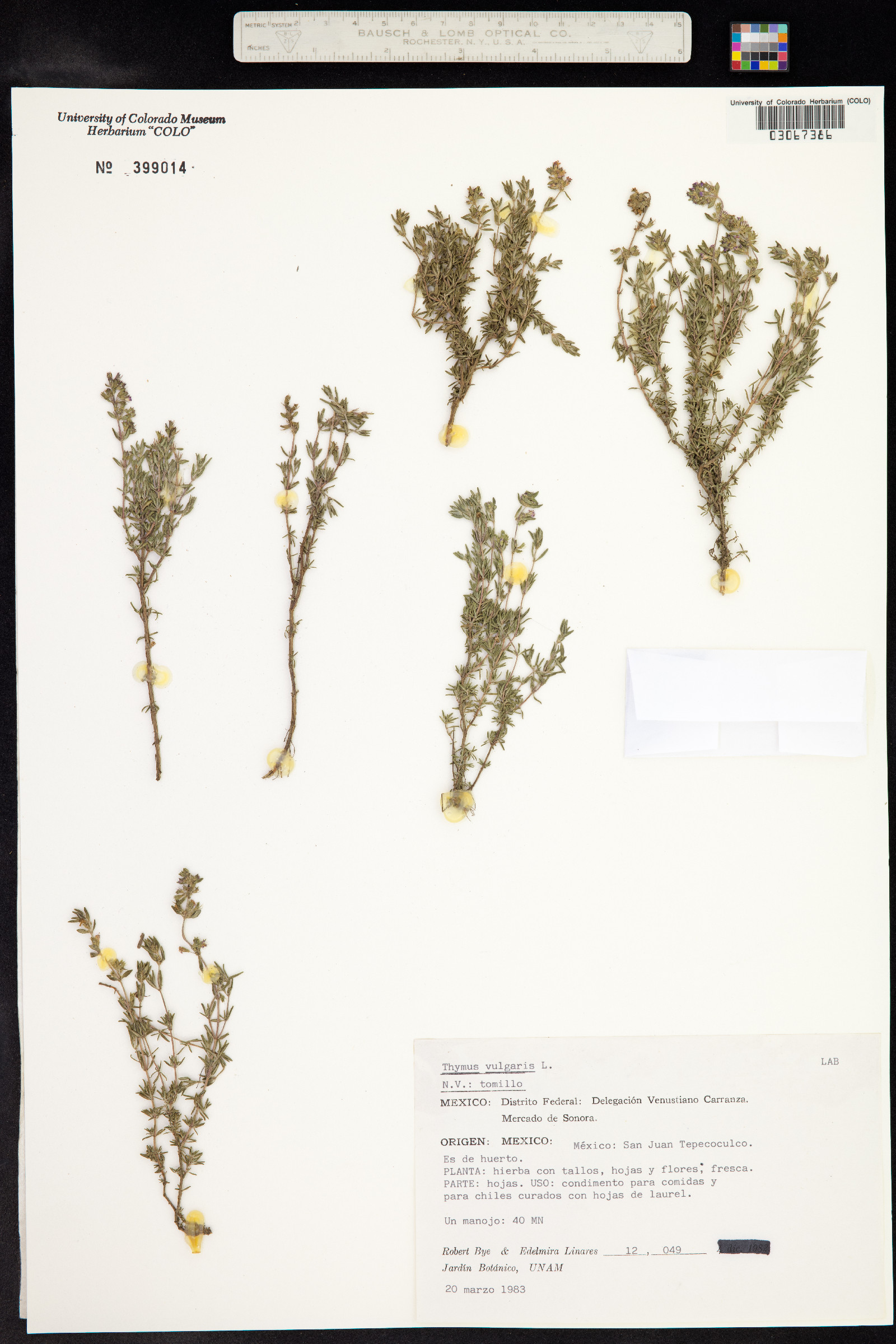 Thymus vulgaris image