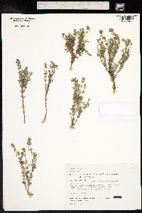 Thymus vulgaris image