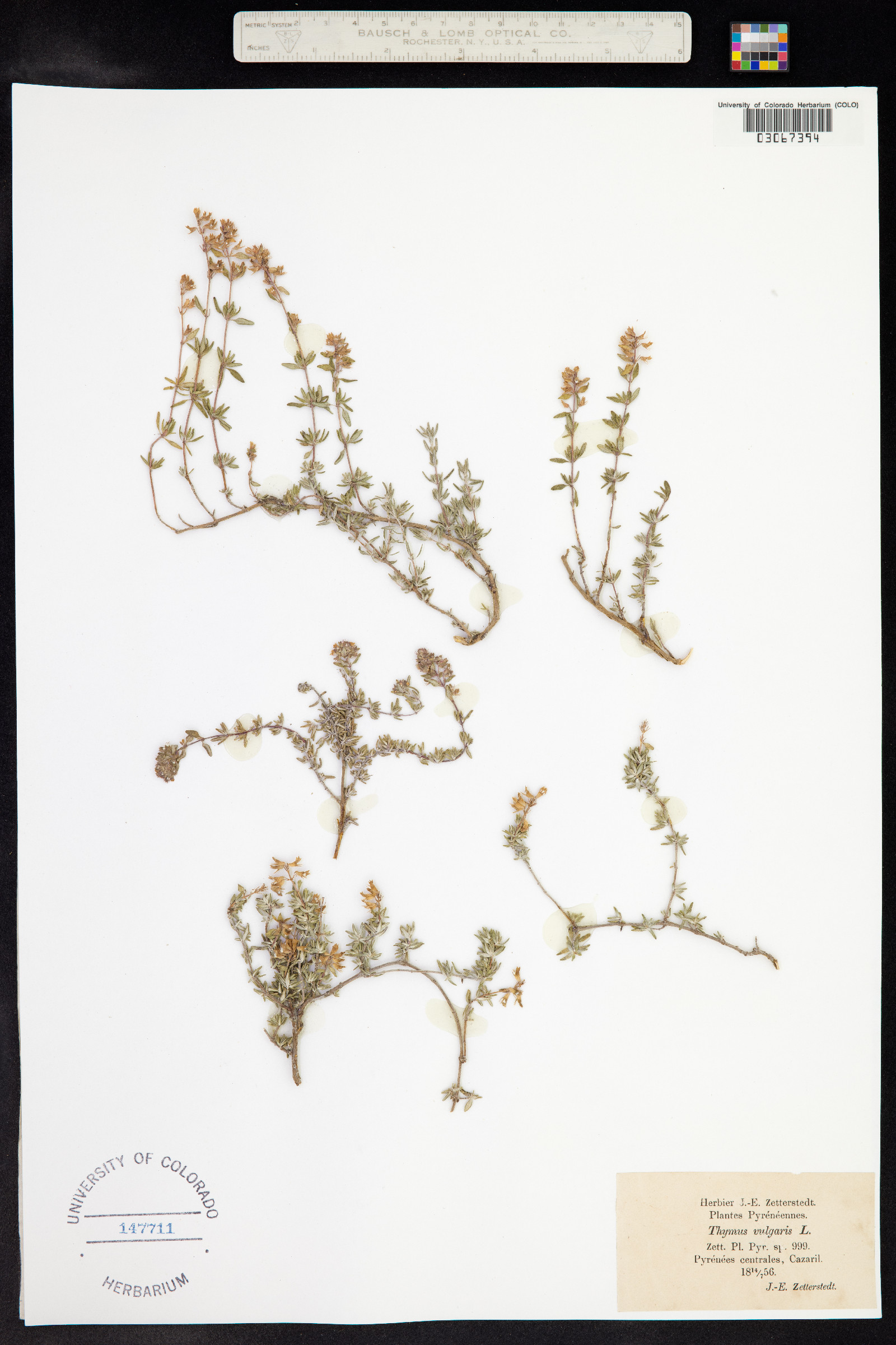 Thymus vulgaris image