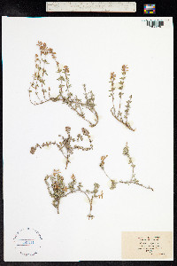 Thymus vulgaris image