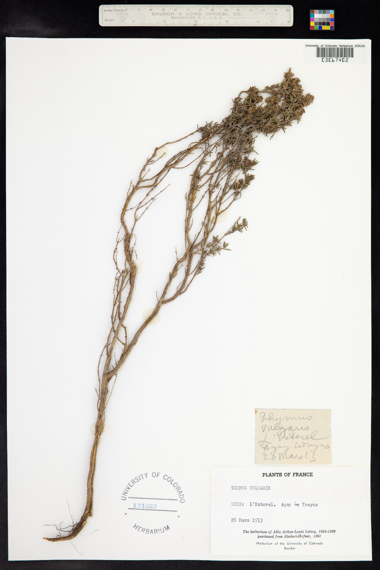 Lamiaceae image