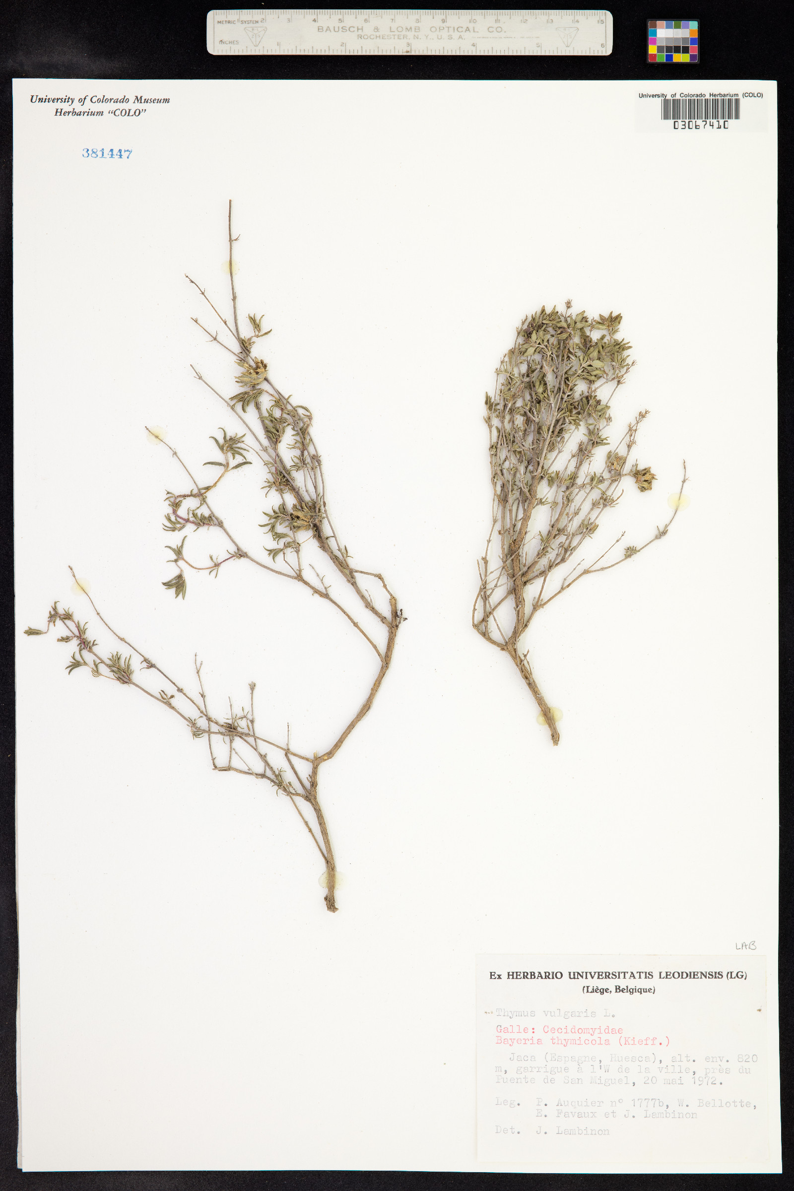 Thymus vulgaris image