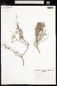 Thymus vulgaris image