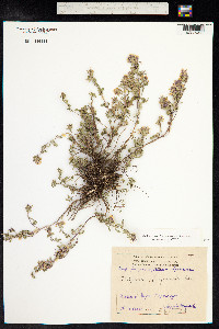 Ziziphora clinopodioides image