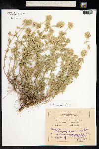 Ziziphora clinopodioides image