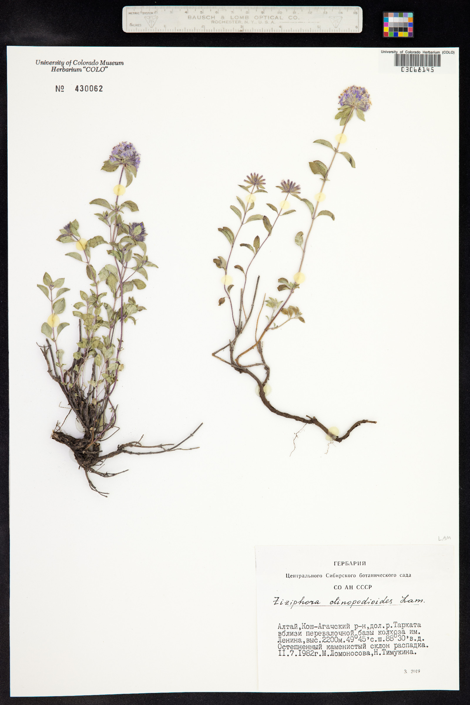 Ziziphora clinopodioides image