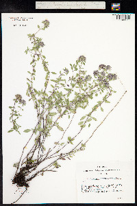Ziziphora clinopodioides image