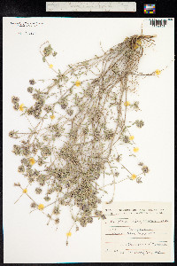 Ziziphora clinopodioides image