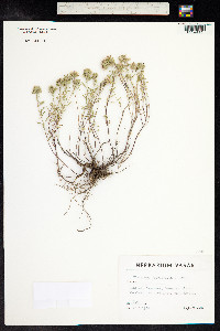 Ziziphora clinopodioides image