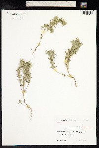 Ziziphora tenuior image