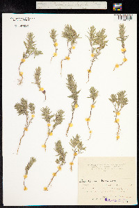 Ziziphora tenuior image