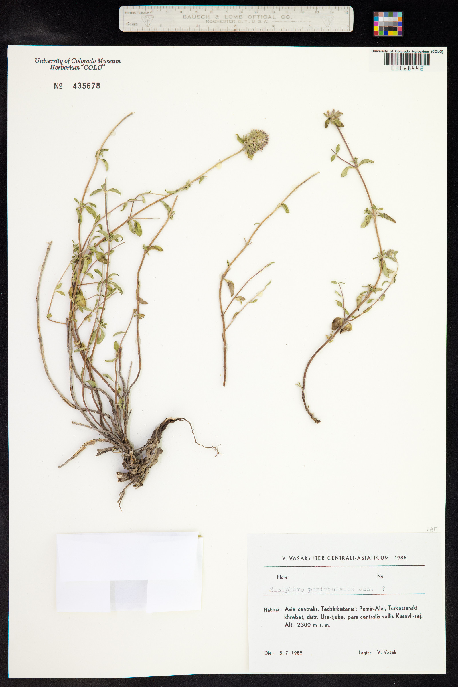 Ziziphora pamiroalaica image