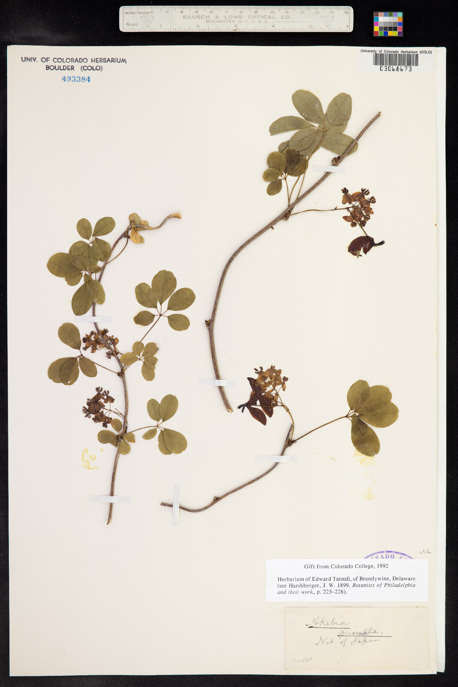 Akebia quinata image