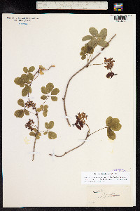 Akebia quinata image