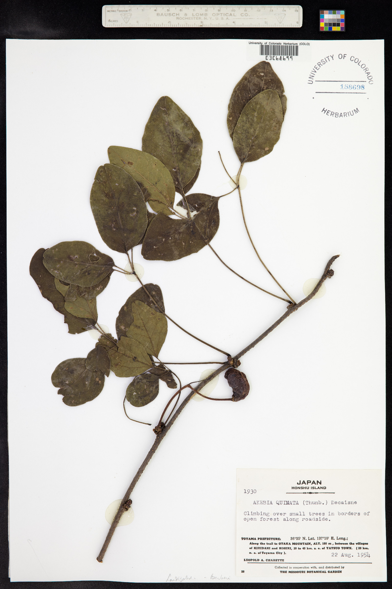 Lardizabalaceae image