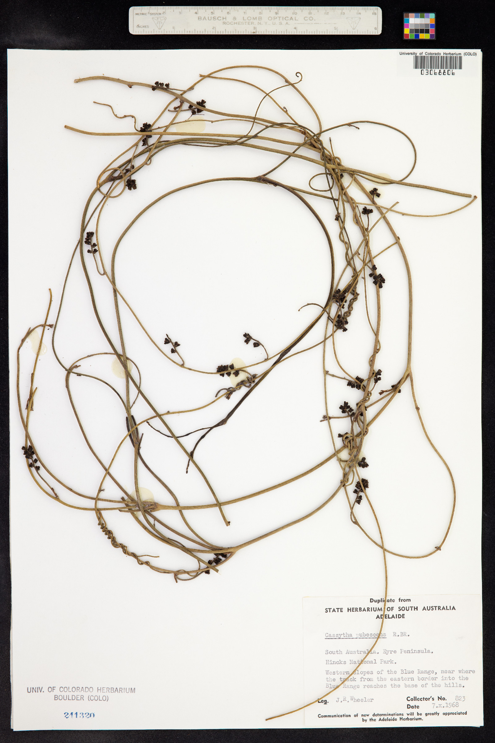 Cassytha pubescens image