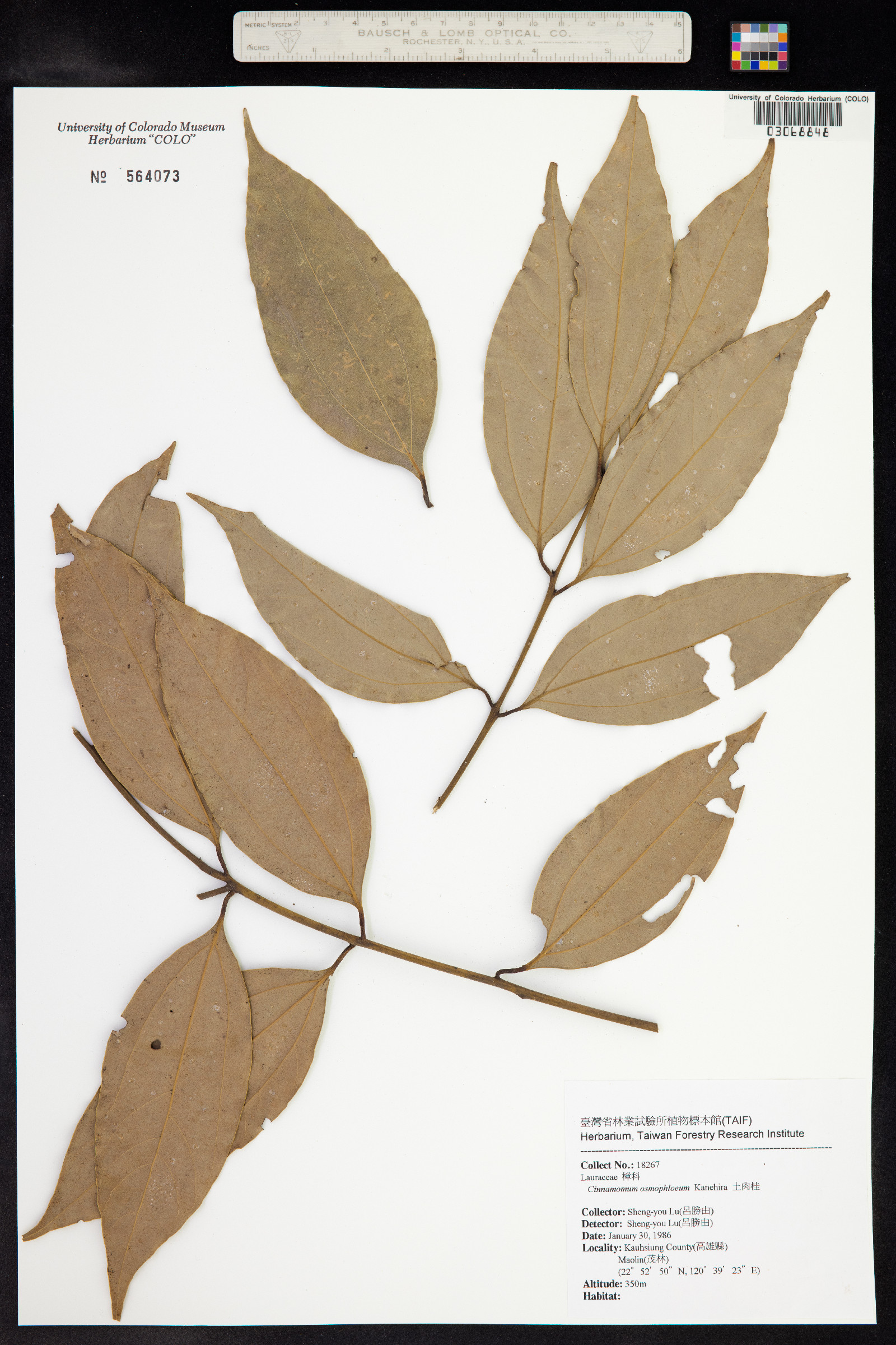 Cinnamomum osmophloeum image