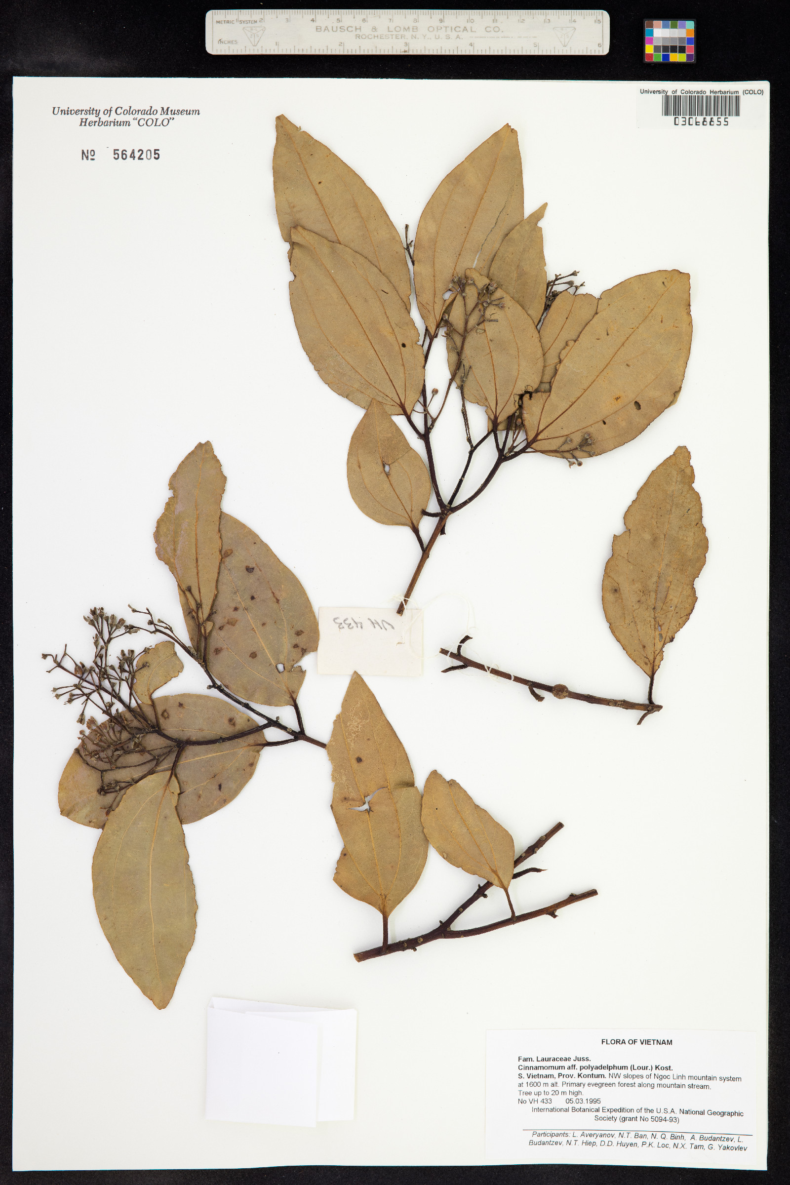 Cinnamomum polyadelphum image