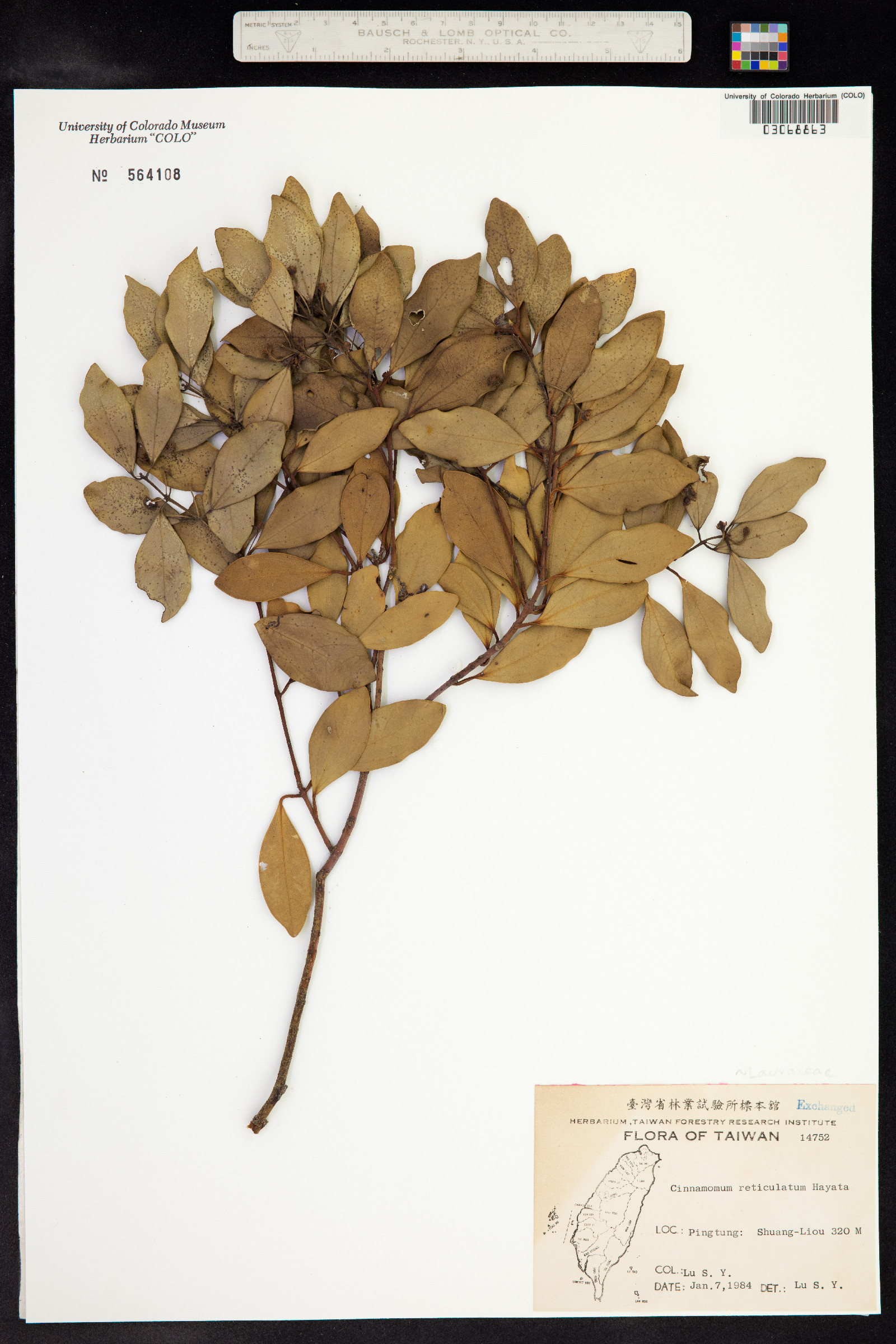 Cinnamomum reticulatum image