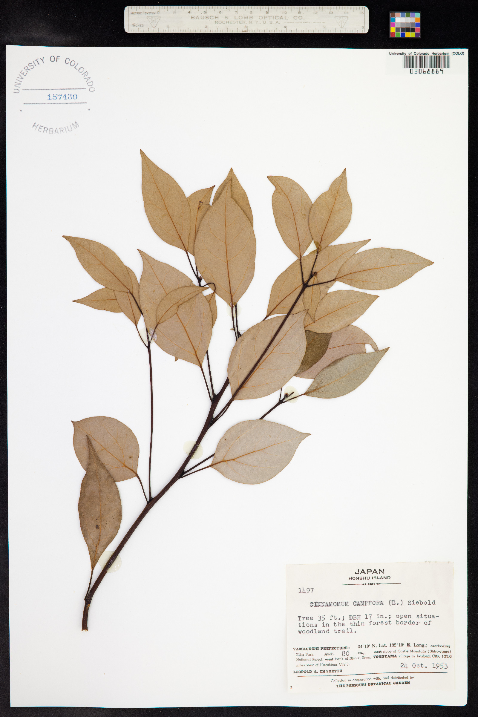 Cinnamomum camphora image