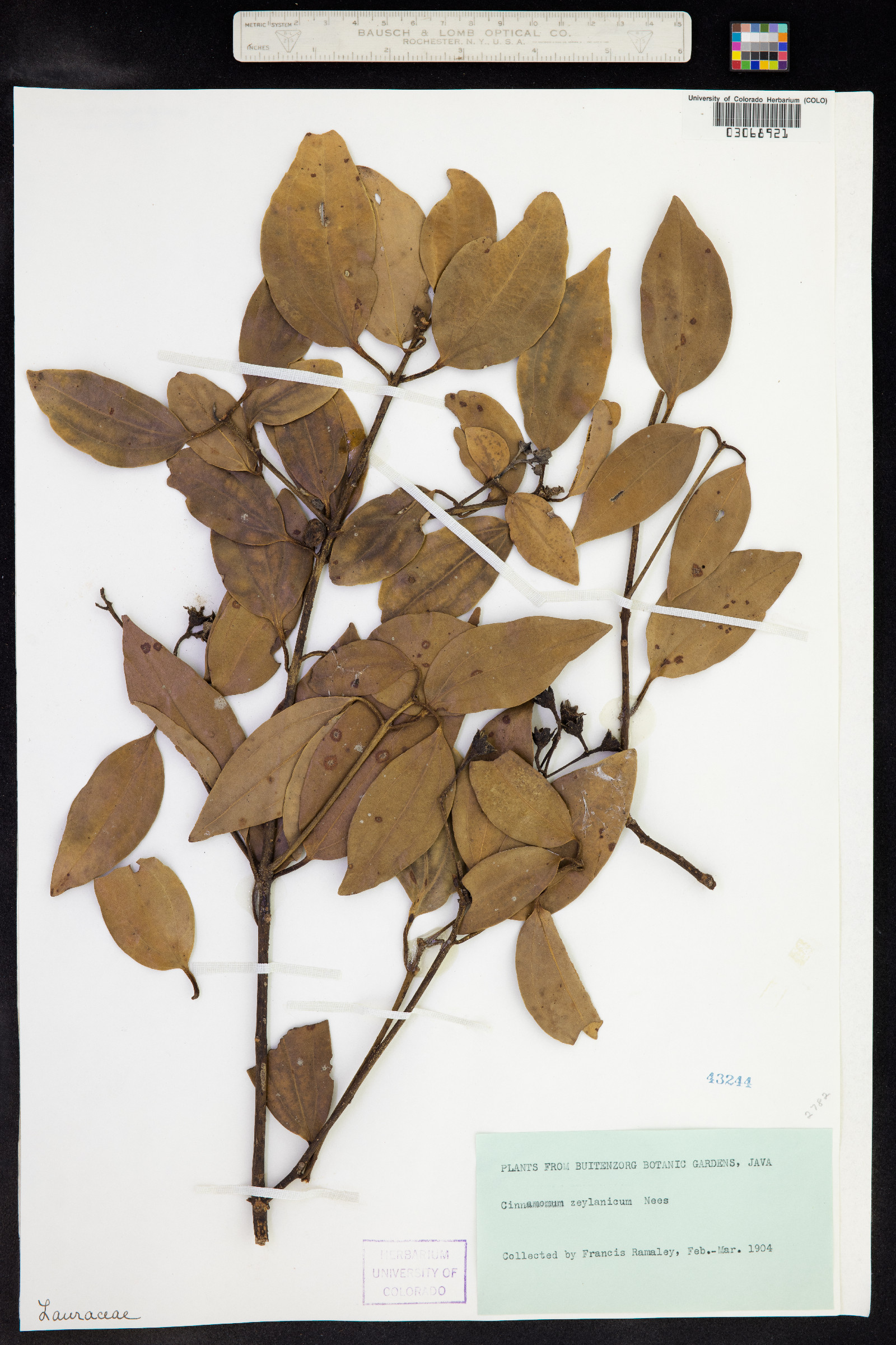 Cinnamomum verum image