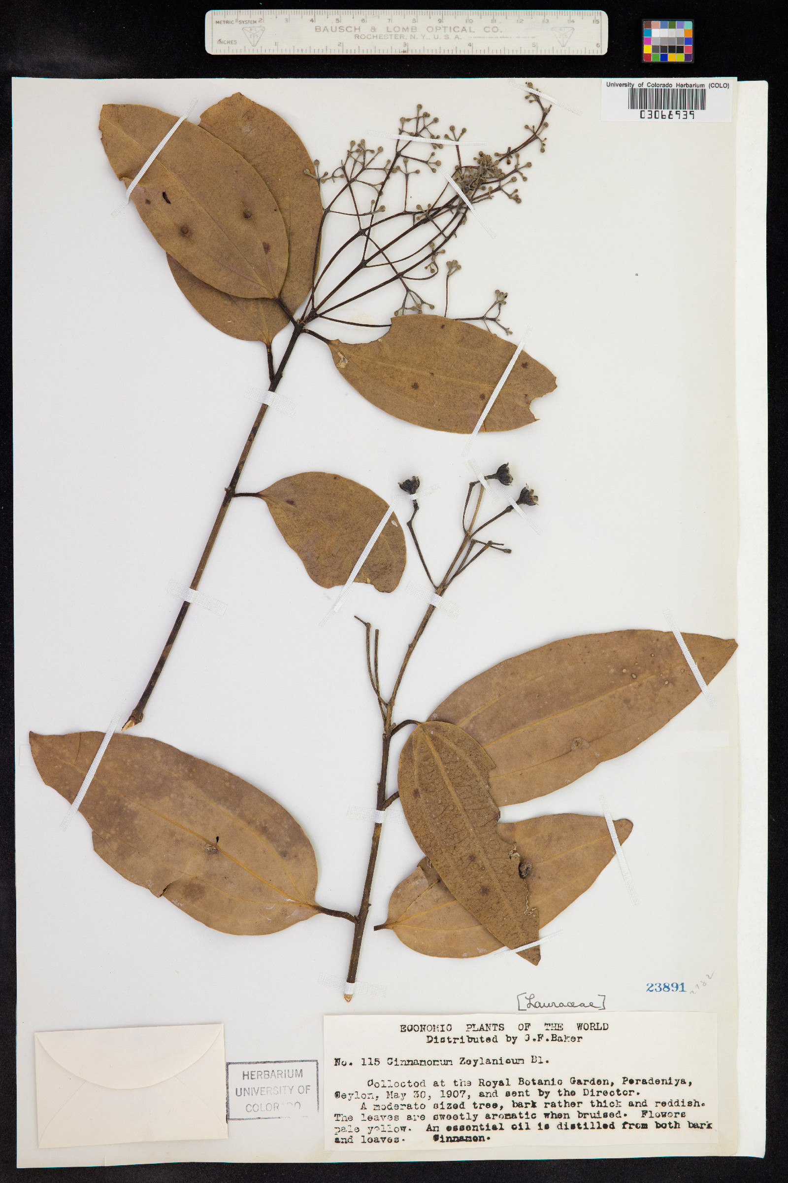 Cinnamomum verum image