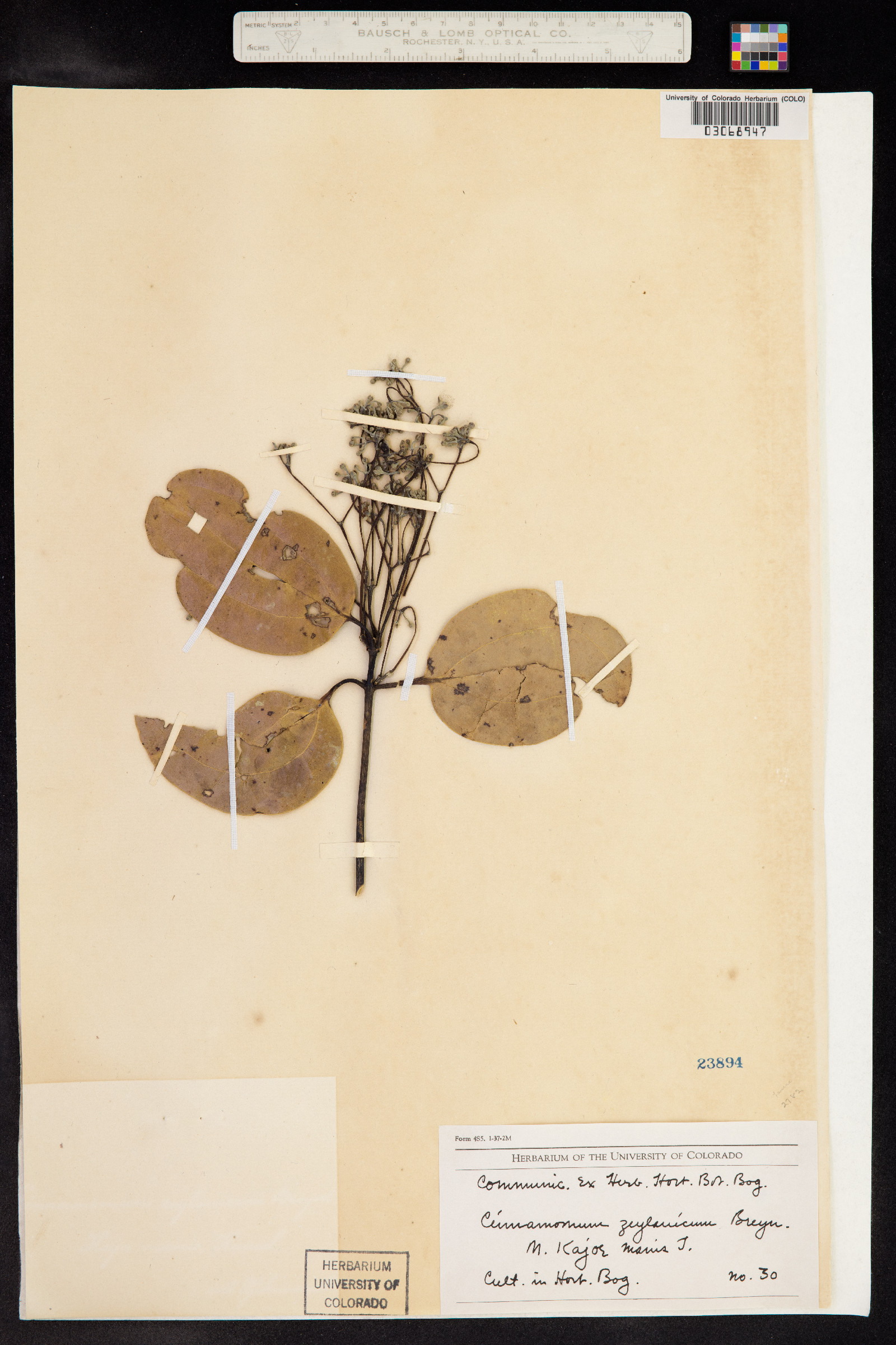 Cinnamomum verum image