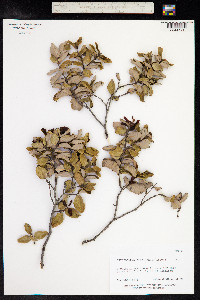 Cryptocarya alba image