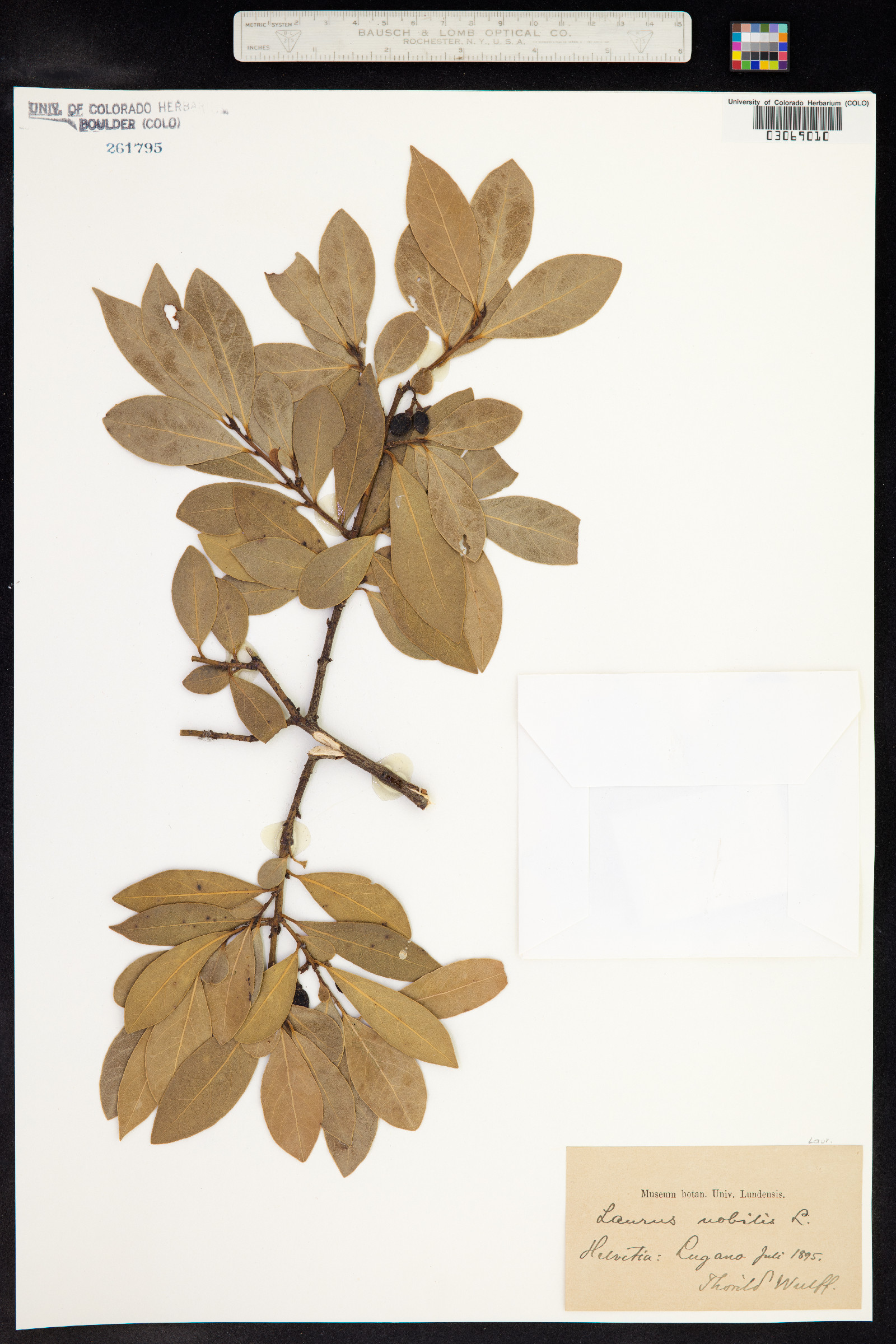Laurus nobilis image