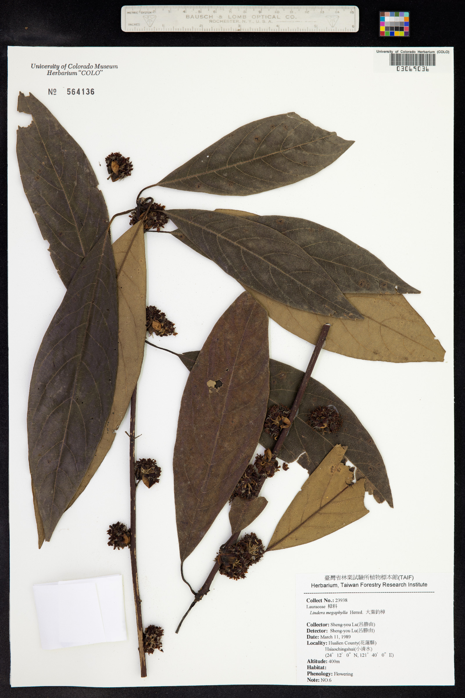Lindera megaphylla image