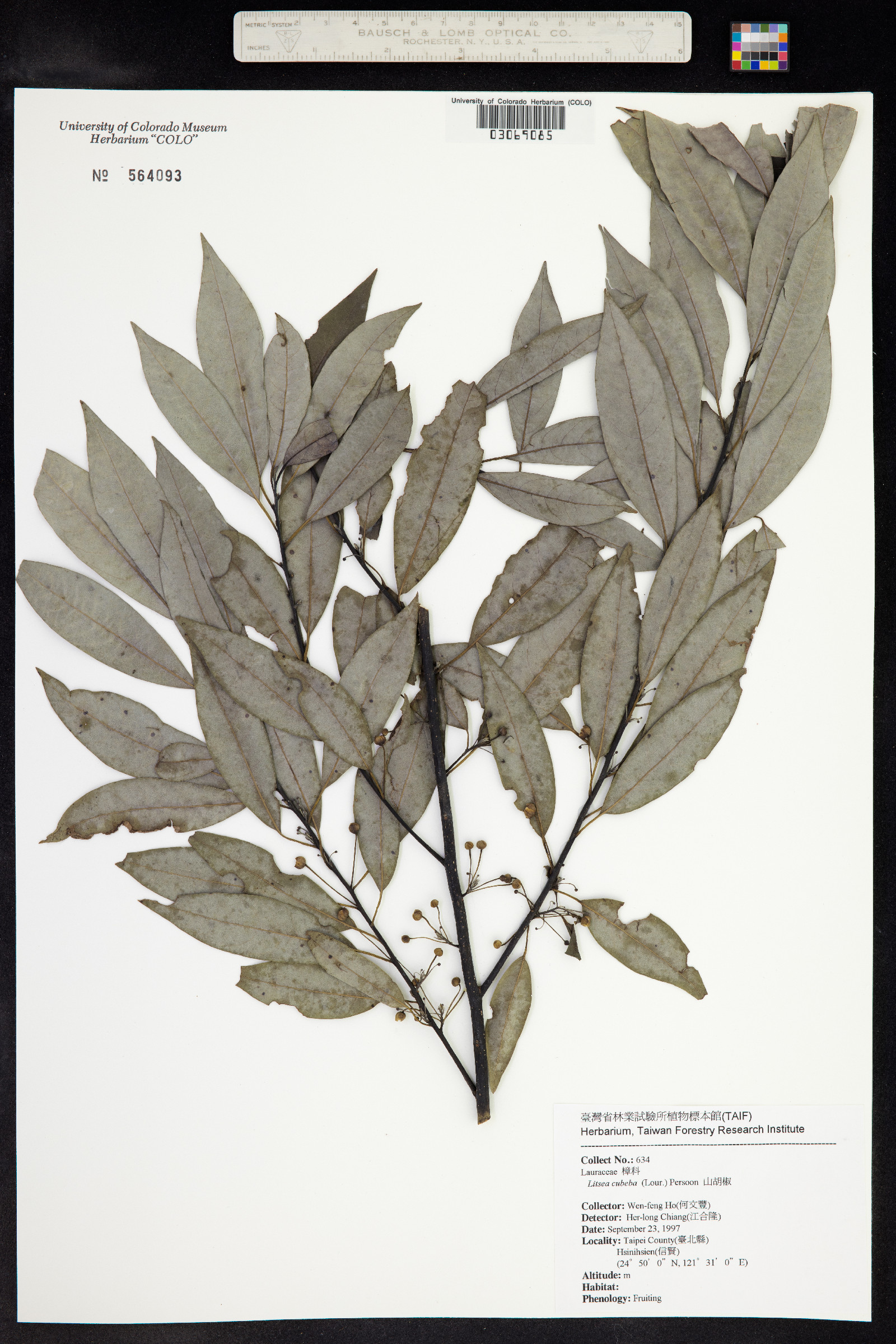 Litsea cubeba image