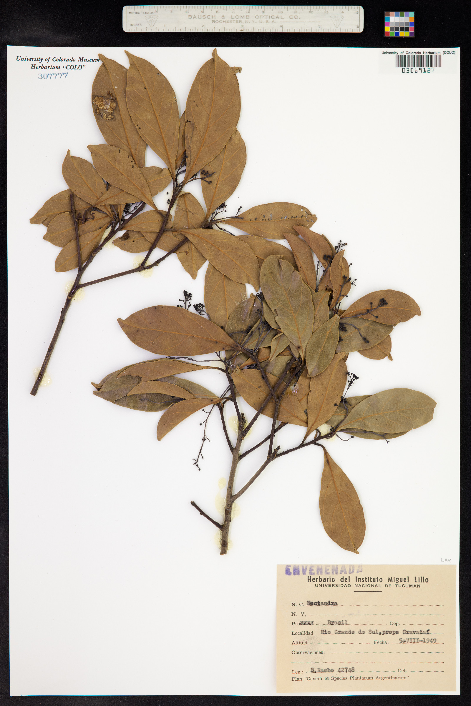Nectandra image