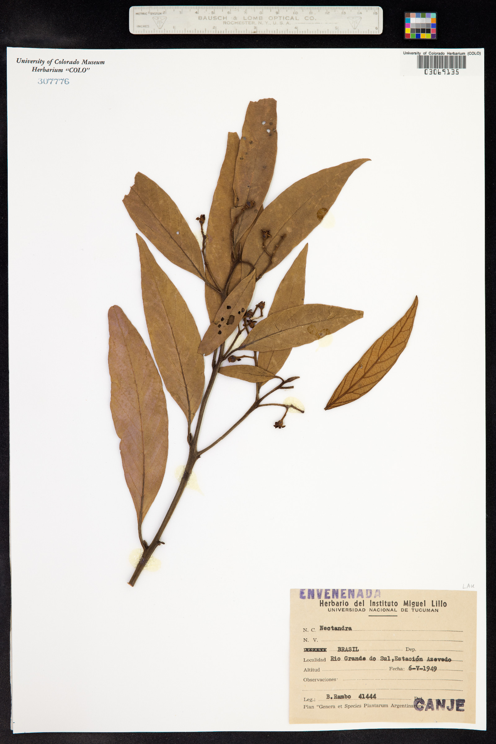 Nectandra image