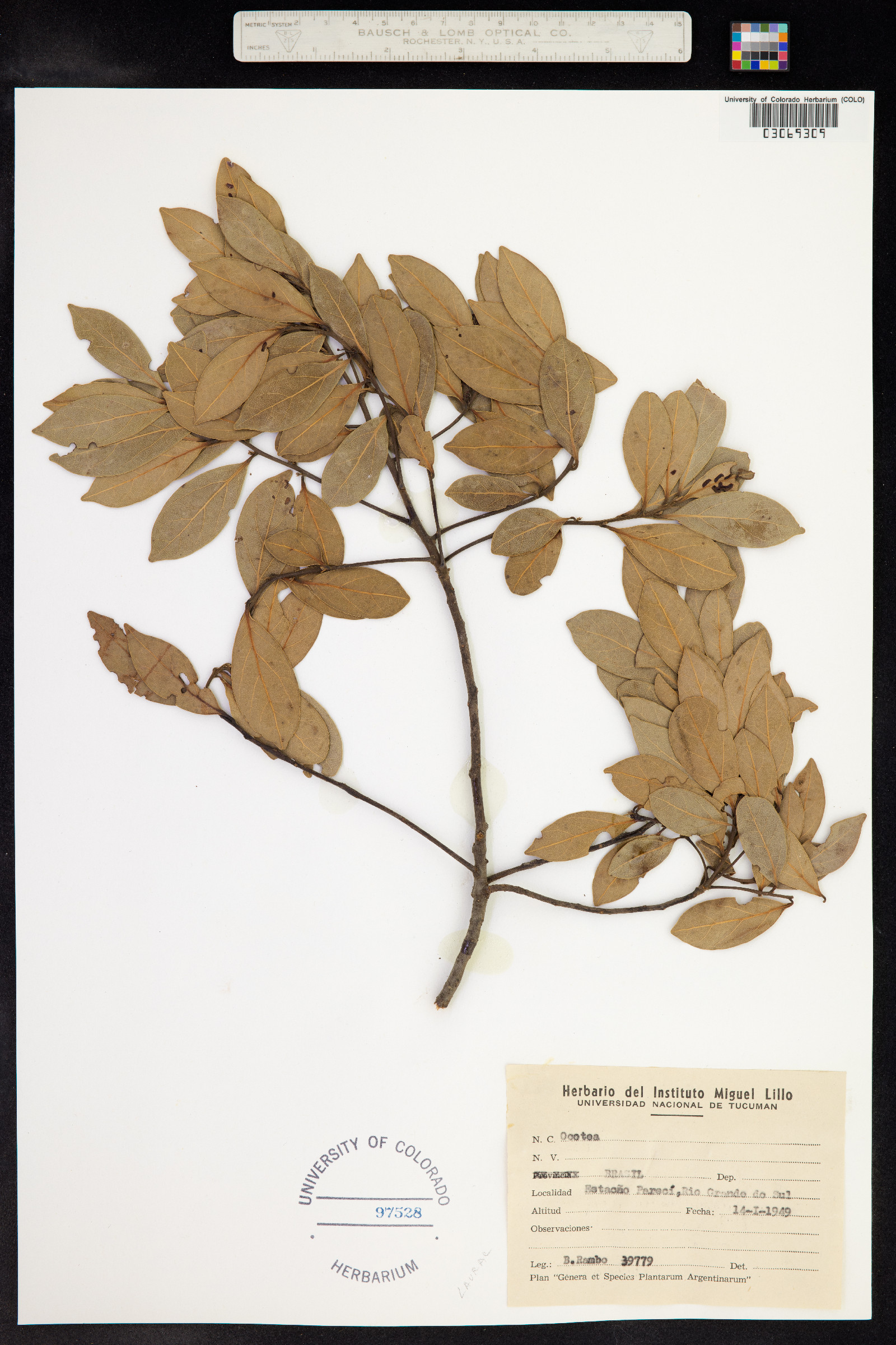 Ocotea image