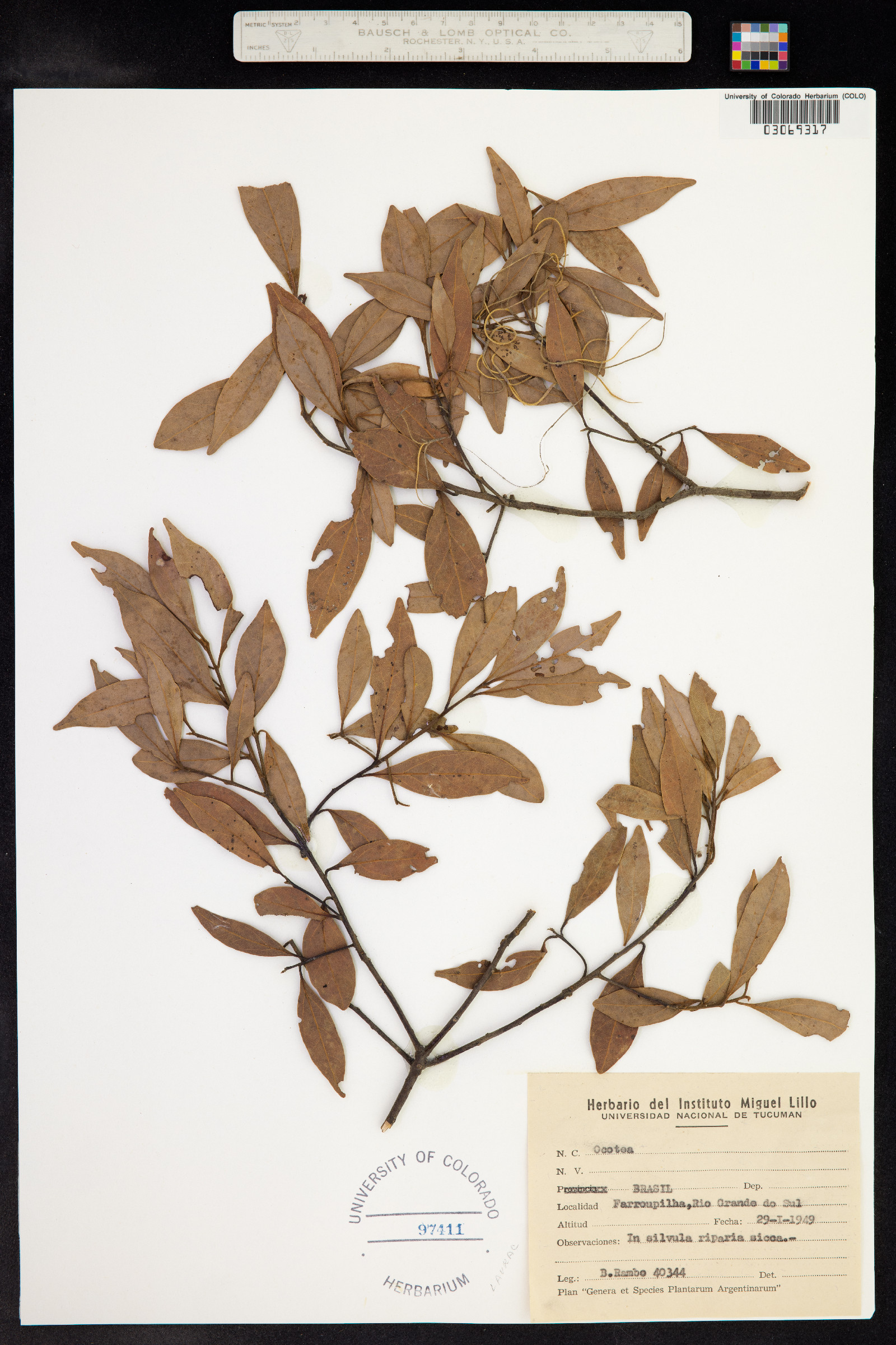 Ocotea image