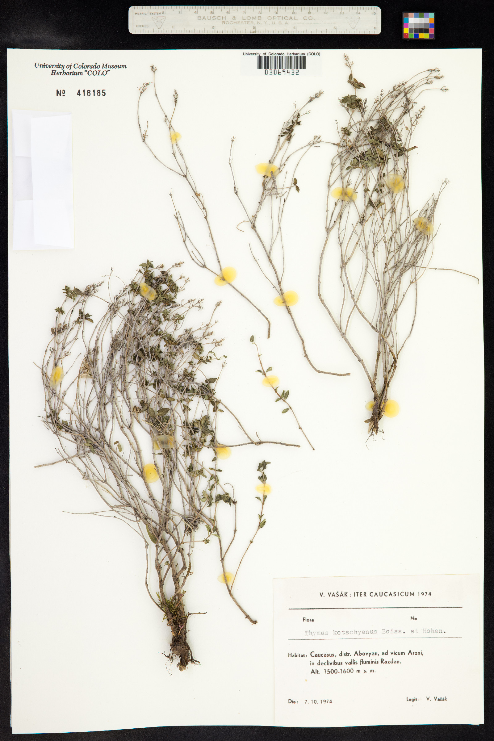 Thymus kotschyanus image