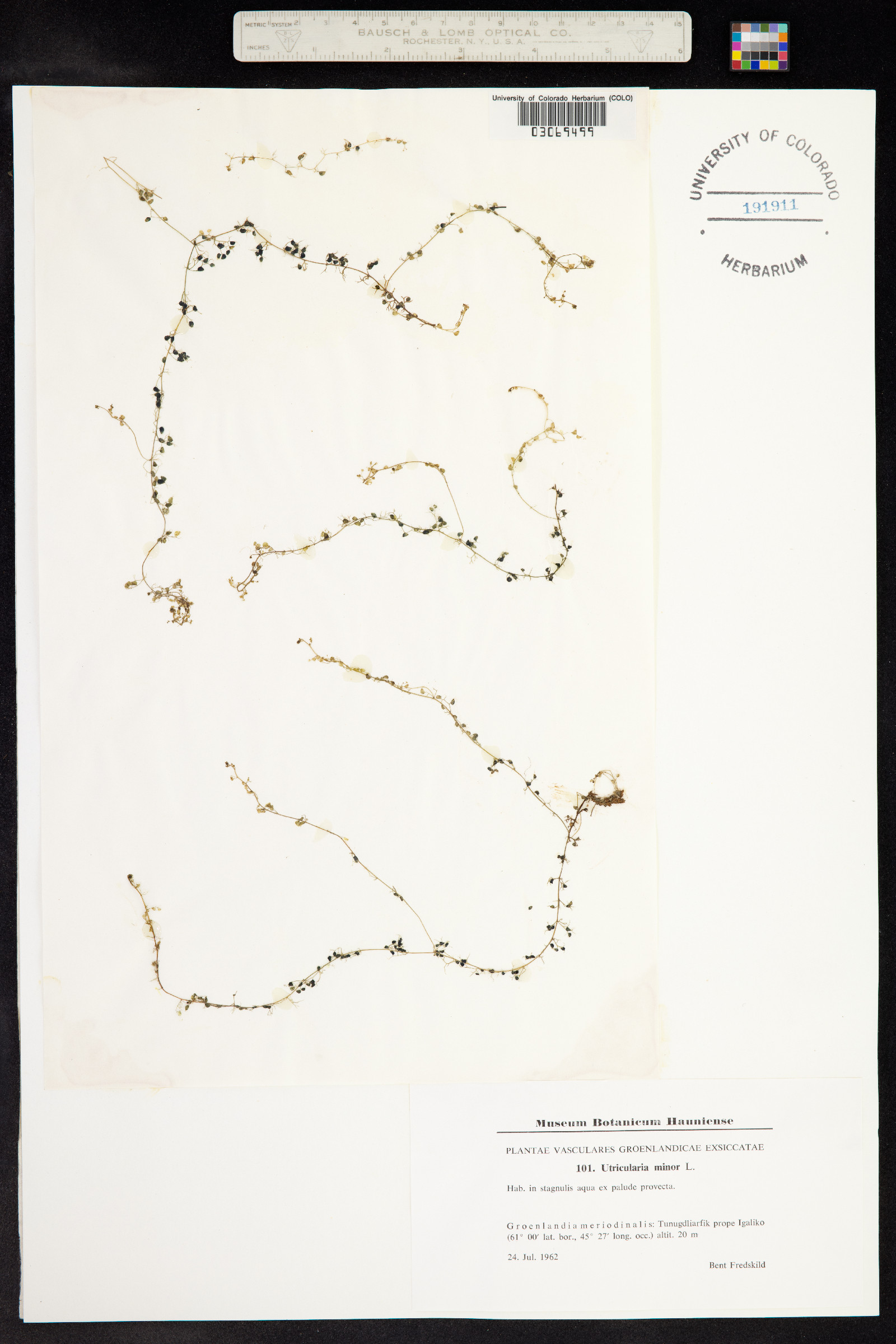 Utricularia minor image