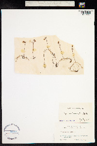Utricularia minor image