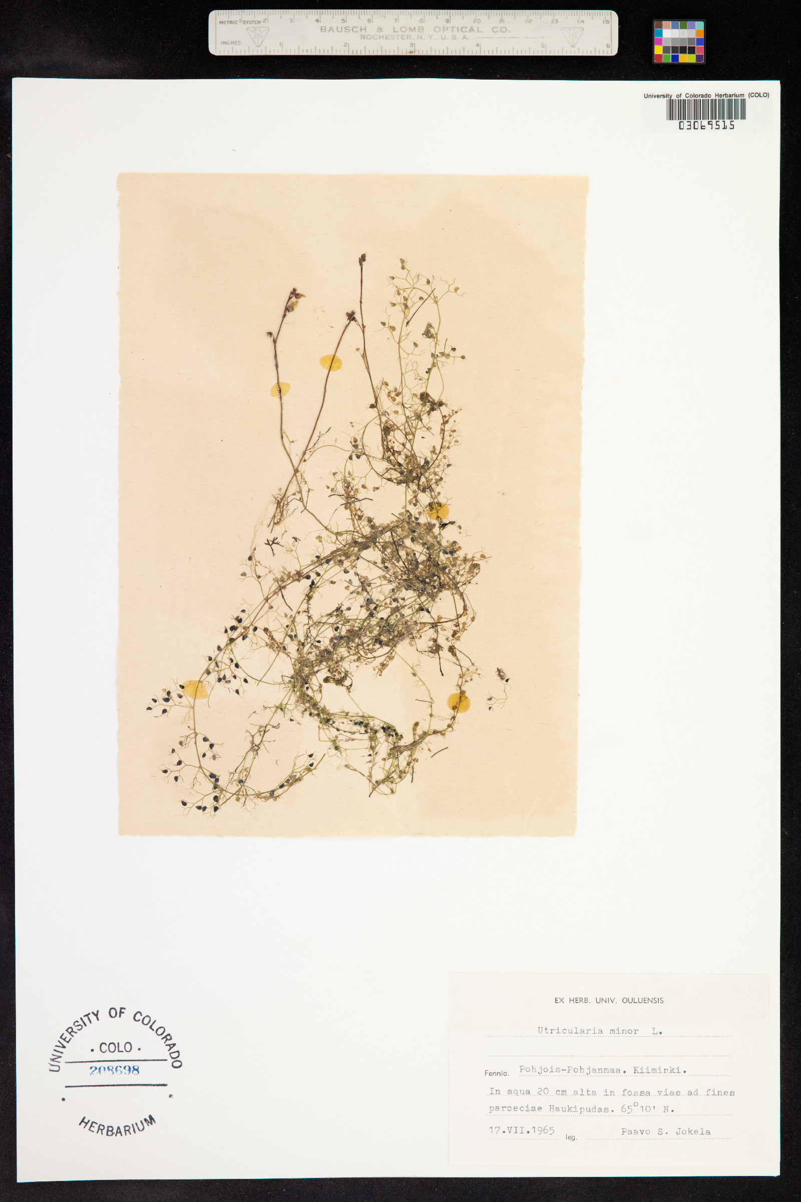 Utricularia minor image