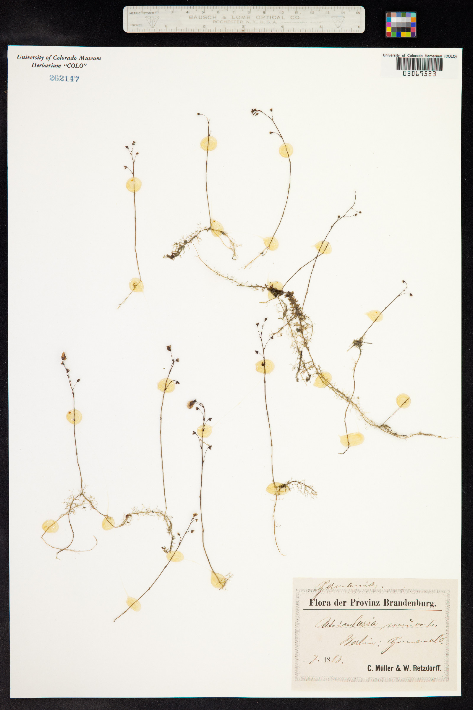 Utricularia minor image