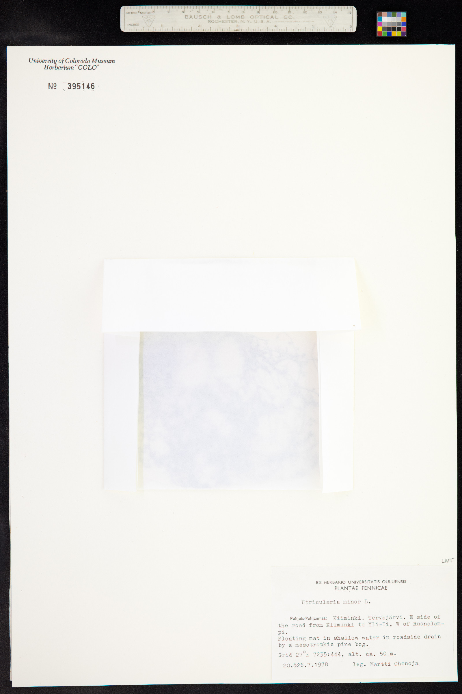 Utricularia minor image