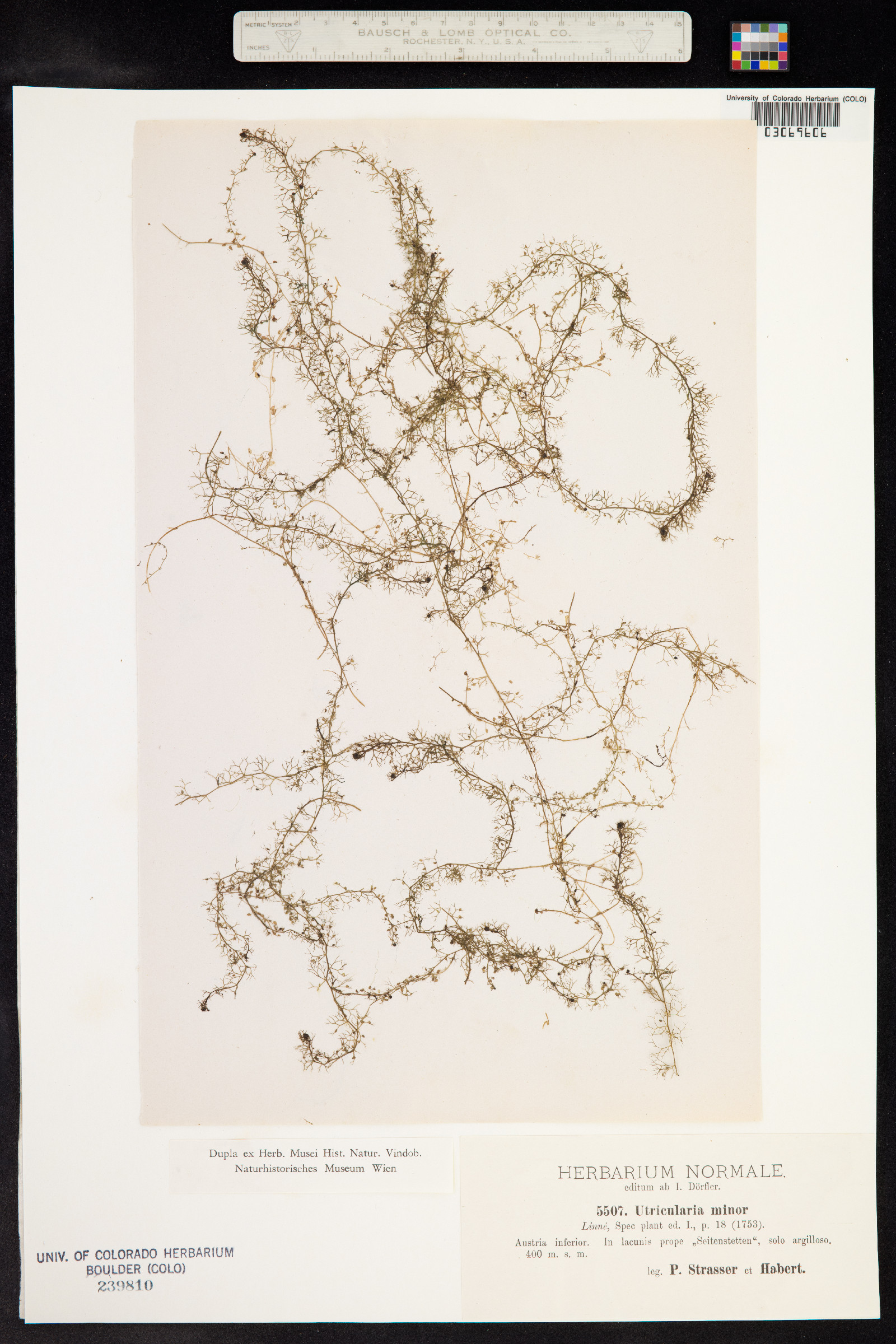 Utricularia minor image