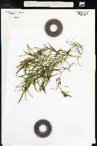 Potamogeton zosteriformis image